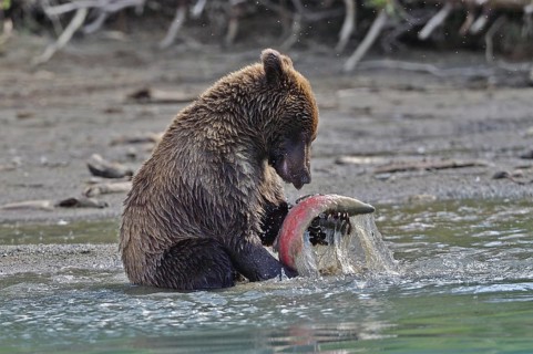 Young brown bear (Ursus arctos) sitting on the shore playing with a salmon, Lake Clarke National