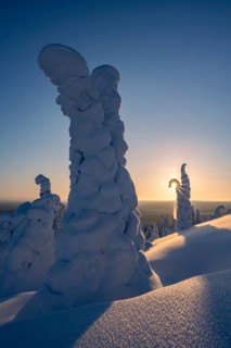 Snowed-in trees, winter landscape, Riisitunturi National Park, Posio, Lapland, Finland, Europe