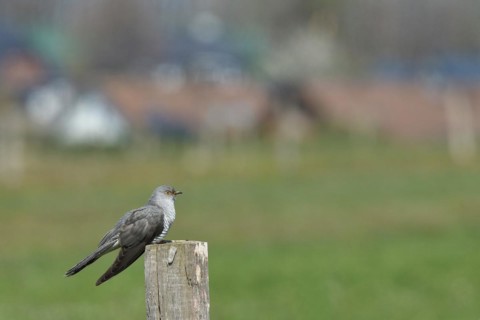 Common cuckoo (Cuculus canorus), male sitting on a post of a pasture fence at the edge of a