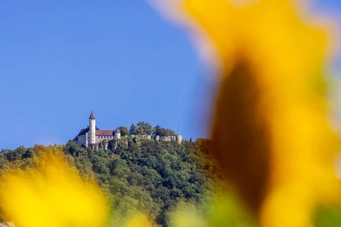 Teck Castle, Swabian Alb, sunflowers (Helianthus annuus), Owen, Baden-Württemberg, Germany, Europe