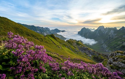 Purple flowers on a mountain meadow, view over Säntis mountains into the valley of Meglisalp at