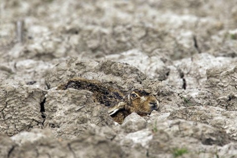 European Brown Hare (Lepus europaeus) lying hidden and camouflaged in ploughed field with ears flat