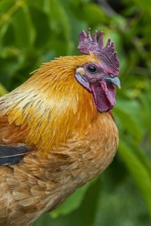 Close-up of cock, rooster, free range chicken at petting zoo, children's farm