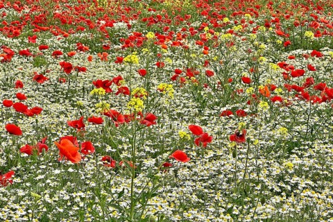 Poppy (Papaver) wild chamomile (Matricaria chamomilla) Flowering strip, sunrise, summer meadow,