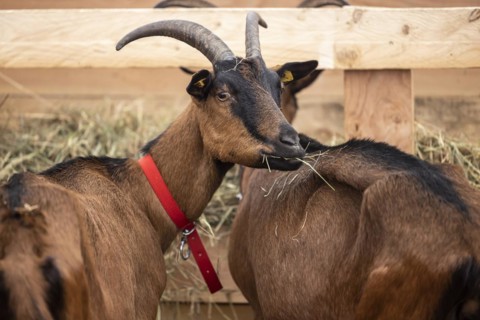 Keeping goats in a stable, Bunte Deutsche Edelziege, Stuttgart, Baden-Württemberg, Germany, Europe