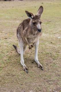 Kangaroo (macropods), Lone Pine sanctuary, Brisbane, Queensland, Australia, Oceania