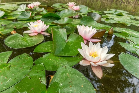 Water lily blooming in a pond. Bas-Rhin, Collectivite europeenne d'Alsace, Grand Est, France,