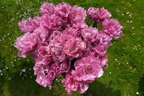 Tulip flowers (Tulipa) in a city park, Lahr, Baden-Württemberg, Germany, Europe