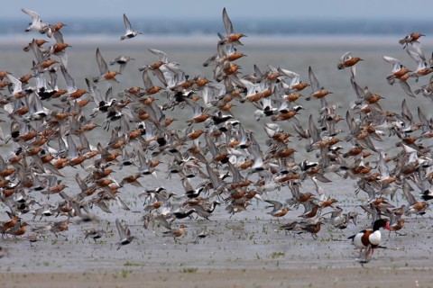 Red knot (Calidris canutus), mixed resting troop in the mudflats with lapwing plover (Pluvialis