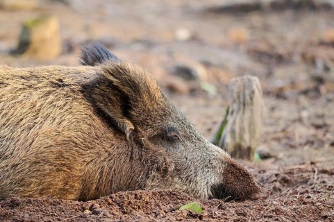Wild boar (Sus scrofa) in a forest, portrait, Bavaria, Germany Europe