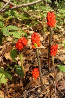 Common arum (Arum maculatum) ripe fruits, Allgäu, Bavaria, Germany, Europe