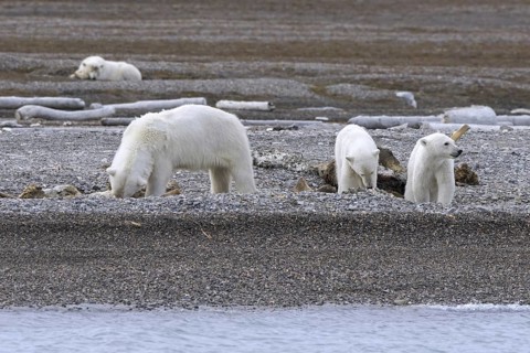 Scavenging polar bear (Ursus maritimus) mother with three cubs feeding on carcass of dead stranded