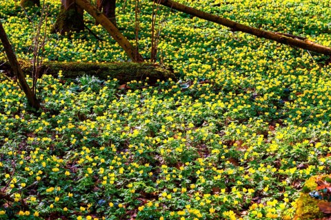 L. Winter aconites (Eranthis hyemalis) in the Polenz Valley