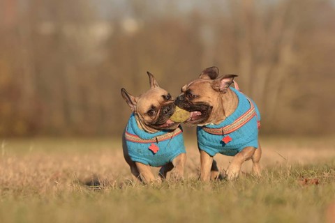 Action shot of two French Bulldog dogs wearing matching blue sweaters running towards camera while