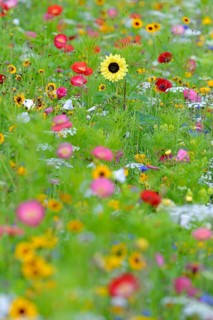Flowering strip, flowering area with poppy flower (Papaver rhoeas), mallows (Malva) and sunflower