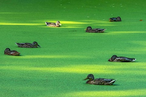 Mallards (Anas platyrhynchos) females swimming on pond with duckweeds (Lemna), duckweed, sleeping