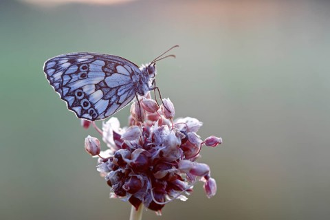 Marbled white (Melanargia galathea) in cold torpor on the flower of rocambole (Allium