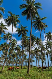 Cows and horses grazing in a Palm grove on the south coast of Taveuni, Fiji, South Pacific, Oceania