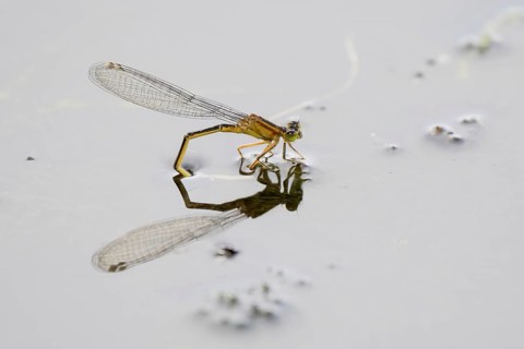 Blue-tailed damselfly (Ischnura elegans), female laying eggs, Hesse, Germany, Europe