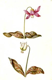 Dog's Fawn Lily (Erythronium dens-canis), also dog's tooth or European dog's tooth, Historic,