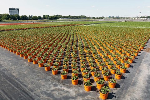 Field with yellow growing pots in a row, coneflower (Echinacea), nursery in the Volmerswerth