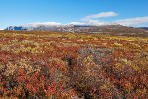 Dovrefjell National Park in autumn, mountains with snow, Oppdal, Norway, Europe