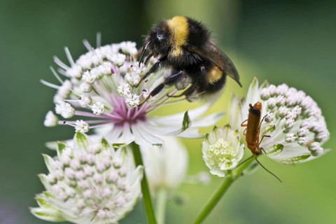 White-tailed bumblebee (Bombus lucorum) on Starthistle (Astrantia major), Emsland, Lower Saxony,