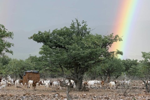 Geiten en regenboog in Namibië, Zuid-Afrika Goats and rainbow in Namibia, South Africa, Africa