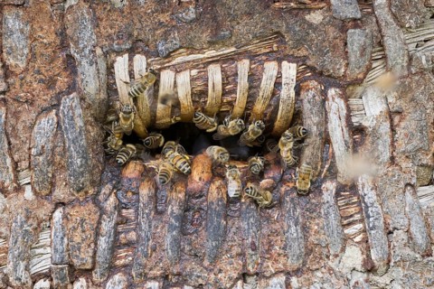 Honey bees (Apis mellifera) at the oviposition hole of a beehive, Lower Saxony, Germany, Europe