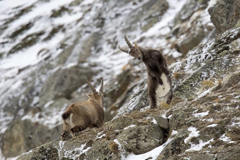 Two young Alpine ibex (Capra ibex) males fighting on mountain slope during the rut in winter, Gran