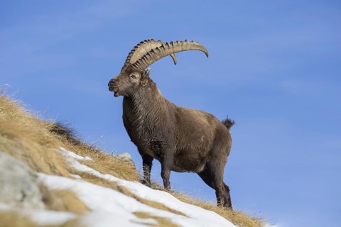 Alpine ibex (Capra ibex) male foraging in the snow on mountain slope in winter in the European Alps