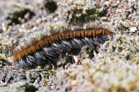 Caterpillar of the fox moth (Macrothylacia rubi), Emsland, Lower Saxony, Germany, Europe