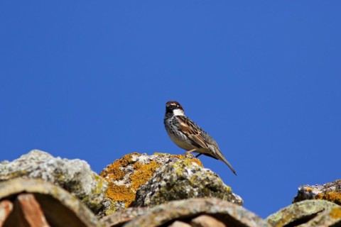 Sparrow on roof, blue sky, moss on stone, Madonie National Park, Sicily, Italy, Europe