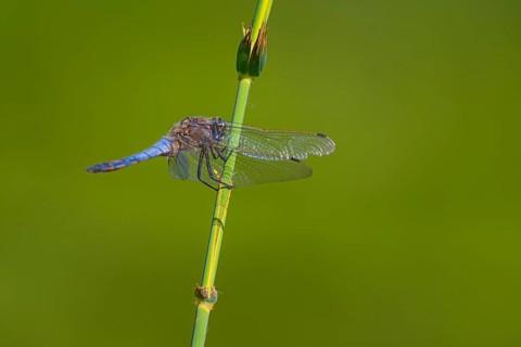 Close-up, black-tailed skimmer (Orthetrum cancellatum), male, Neustadt am Rübenberge, Germany,