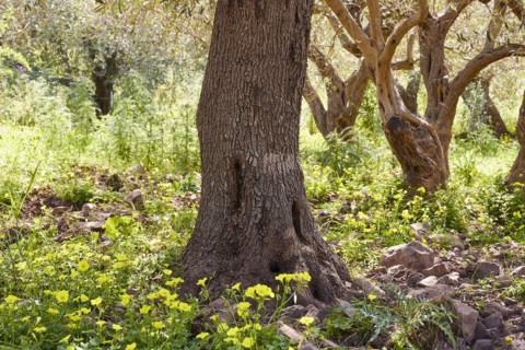 Gole di Tiberio, Historical gorge, High cliffs, Detail, Tree trunk, Trees, Yellow flowers, Madonie