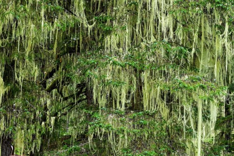 Lichen (Alectoria sarmentosa) in temperate rainforest, Vancouver Island, British Columbia, Canada,