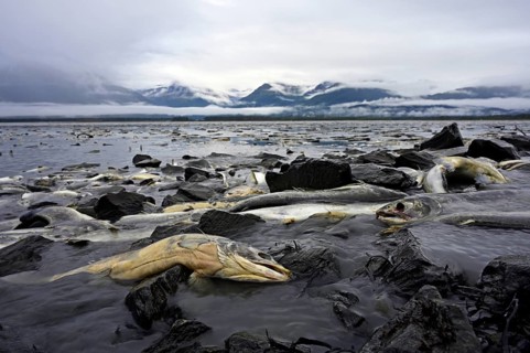 Pink salmons (Oncorhynchus gorbuscha) lie dead at the mouth of the river and in the sea bay after