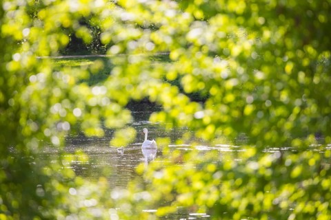 Prince Pückler Park in Bad Muskau. swans in the castle pond