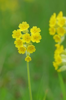 Common cowslip (Primula veris), primrose family, cowslip, apothecary primrose, medicinal plant