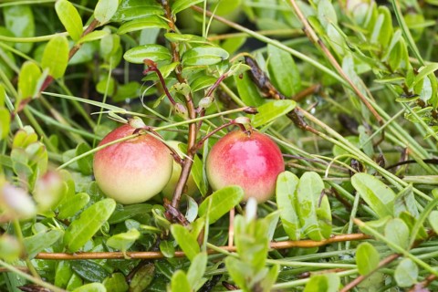 Cranberries (Vaccinium macrocarpon), large-fruited cranberry, Terschelling, Netherlands