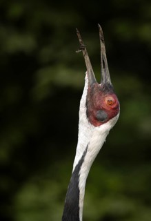 White-naped crane (Grus vipio), animal portrait, captive, calls, Germany, Europe