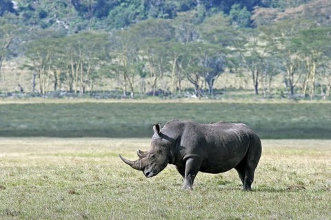 White rhinoceros (Ceratotherium simum), Lake Nakuru National Park, Kenya, East Africa, Africa