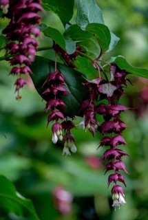Caramel bush (Leycesteria formosa), also caramel berry, North Rhine-Westphalia, Germany, Europe