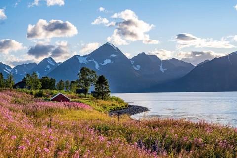 Flower field on the coast of the Lyngenfjord, blooming sally (Epilobium angustifolium), Fjord with
