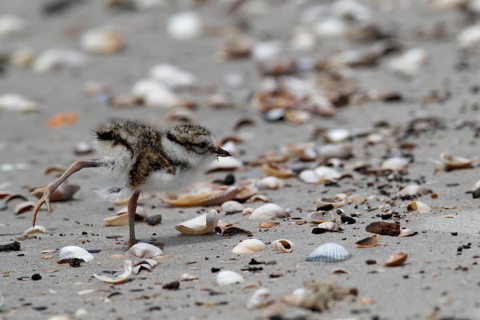 Little Ringed Plover (Charadrius hiaticula), young bird foraging on the beach, Lower Saxon Wadden