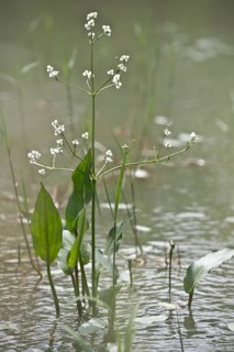 Frogspoon (Alisma plantago-aquatica), Emsland, Lower Saxony, Germany, Europe