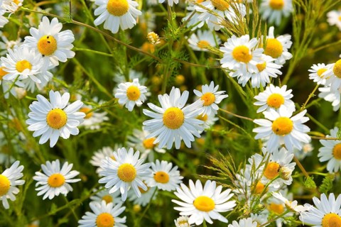 Wild ox-eye daisy, also known as meadow daisy (Leucanthemum vulgare) or meadow rampion, is the