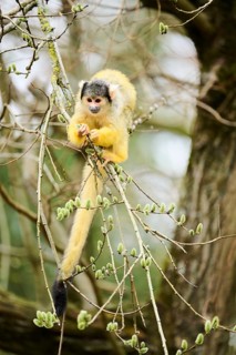 Black-capped squirrel monkey (Saimiri boliviensis) in a tree, Bavaria, Germany, Europe