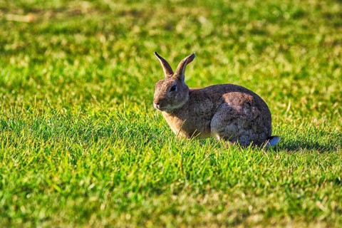 European rabbit (Oryctolagus cuniculus) in a meadow, St Mary's, Isles of Scilly, Cornwall, England,