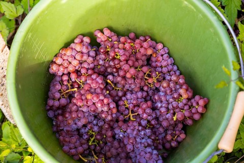 Saxon State Winery Schloss Wackerbarth invites the press to the grape grape harvest in the Goldener